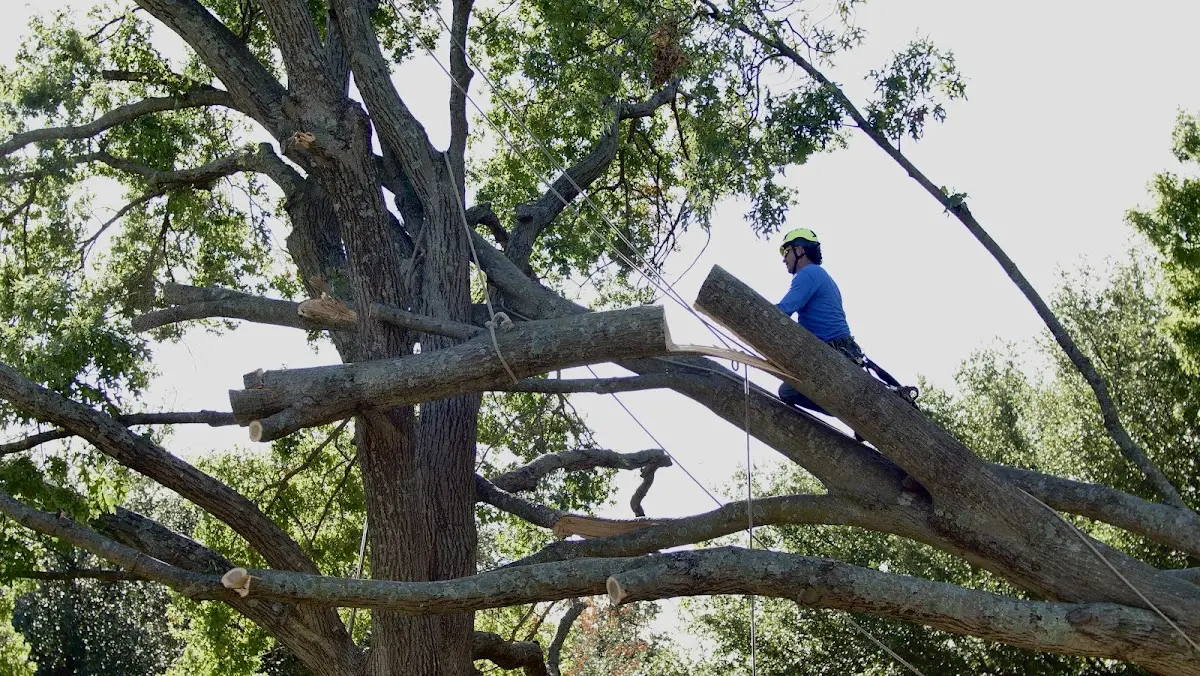 Professional Crown Thinning performed by certified arborists in Mullins