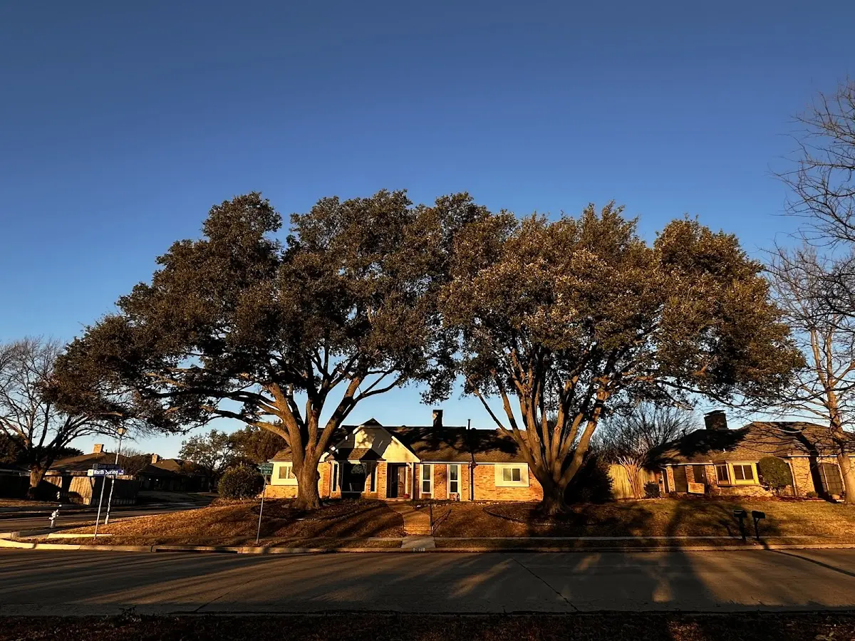 Established residential canopy tree shading a home in Mullins